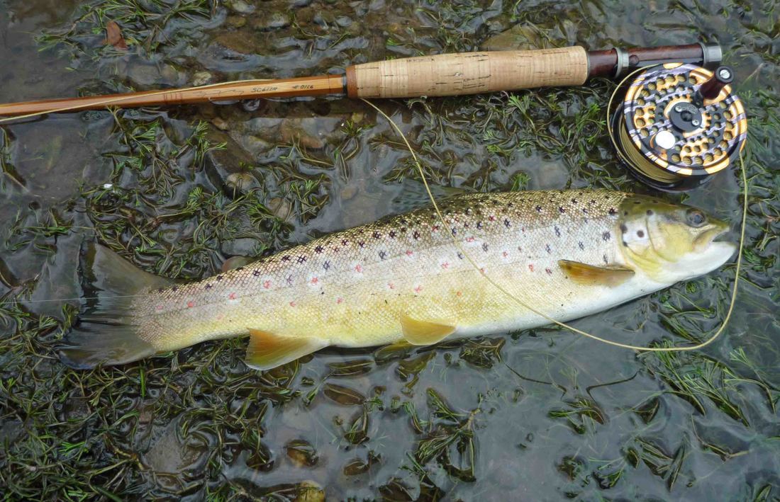 Brown trout and cane rod