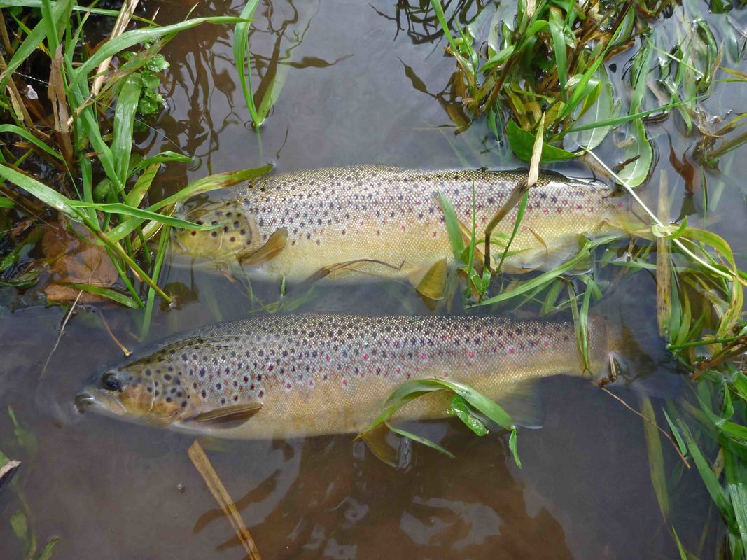 Brown trout Picture