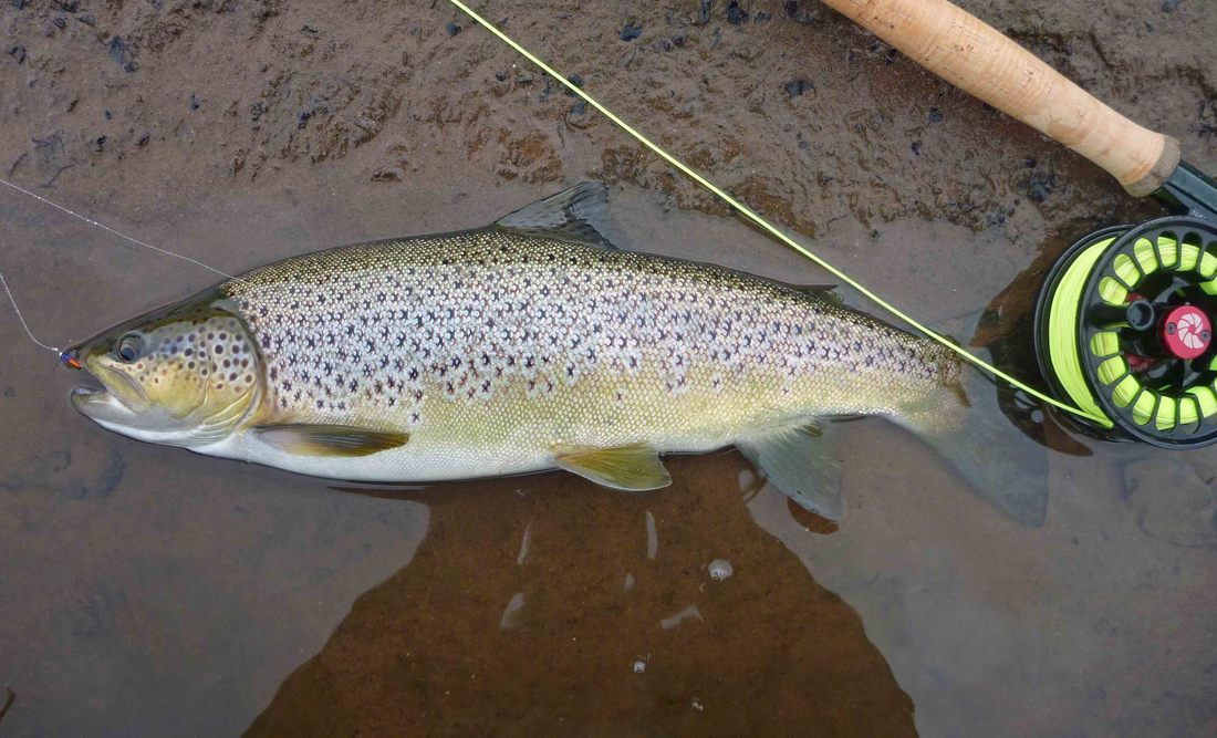 Brown trout Picture