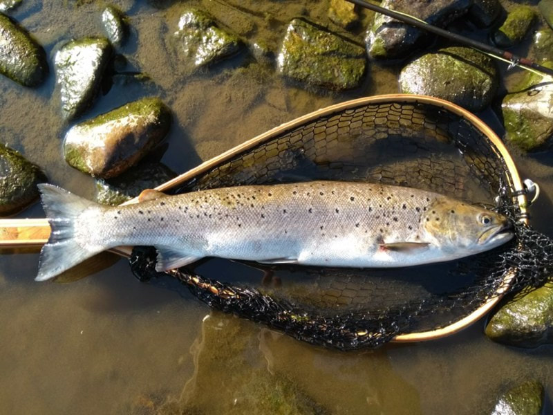  River Dee sea trout