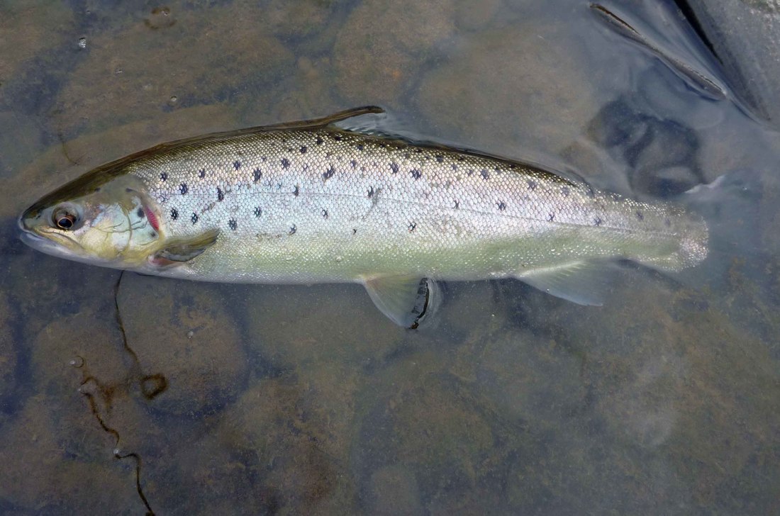 River Dee sea trout